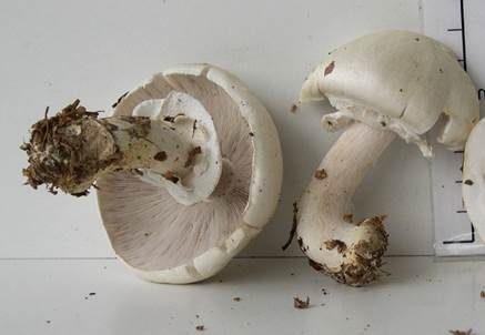 Schiefknolliger Anisegerling, Foto 2