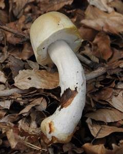 Schiefknolliger Anisegerling, Foto 3