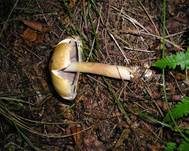 Schiefknolliger Anisegerling, Foto 17