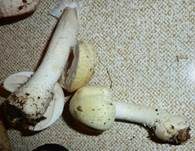Schiefknolliger Anisegerling, Foto 20