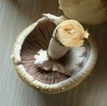 Schiefknolliger Anisegerling, Foto 23