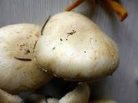 Schiefknolliger Anisegerling, Foto 25