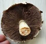 Schiefknolliger Anisegerling, Foto 27