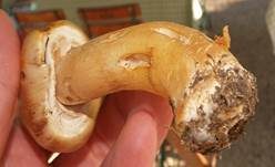 Schiefknolliger Anisegerling, Foto 28