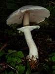 Schiefknolliger Anisegerling, Foto 31
