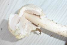 Schiefknolliger Anisegerling, Foto 35