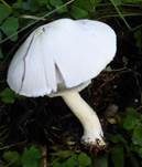 Schiefknolliger Anisegerling, Foto 41