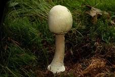 Schiefknolliger Anisegerling, Foto 6