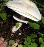 Schiefknolliger Anisegerling, Foto 43