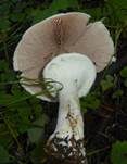 Schiefknolliger Anisegerling, Foto 47