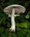 Schiefknolliger Anisegerling, Foto 48