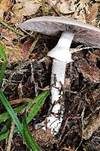 Schiefknolliger Anisegerling, Foto 49