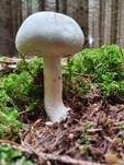 Schiefknolliger Anisegerling, Foto 50