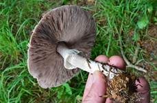 Schiefknolliger Anisegerling, Foto 9