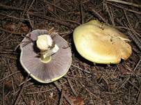 Schiefknolliger Anisegerling, Foto 10