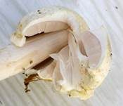 Schiefknolliger Anisegerling, Foto 11