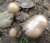 Schiefporiger Träuschling, Foto 7