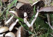 Schiefporiger Träuschling, Foto 8
