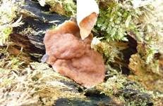 Schildförmige Scheibchenlorchel, Foto 12