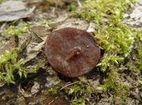 Schildförmige Scheibchenlorchel, Foto 13