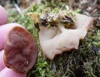 Schildförmige Scheibchenlorchel, Foto 14