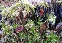Schildförmige Scheibchenlorchel, Foto 15