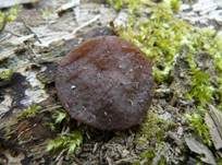 Schildförmige Scheibchenlorchel, Foto 16