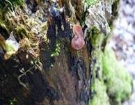 Schildförmige Scheibchenlorchel, Foto 17