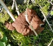 Schildförmige Scheibchenlorchel, Foto 18