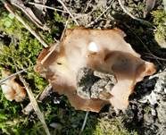 Schildförmige Scheibchenlorchel, Foto 19