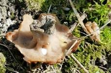 Schildförmige Scheibchenlorchel, Foto 20