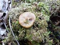 Schildförmige Scheibchenlorchel, Foto 21
