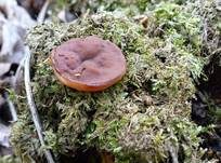 Schildförmige Scheibchenlorchel, Foto 22