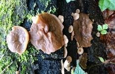 Schildförmige Scheibchenlorchel, Foto 23