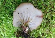 Schildförmige Scheibchenlorchel, Foto 26
