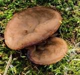 Schildförmige Scheibchenlorchel, Foto 30