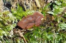 Schildförmige Scheibchenlorchel, Foto 6
