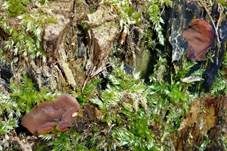 Schildförmige Scheibchenlorchel, Foto 8