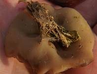 Schildförmige Scheibchenlorchel, Foto 10