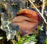 Schildförmige Scheibchenlorchel, Foto 11