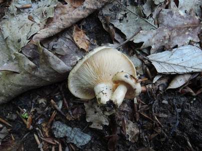Schildmilchling, Foto 2