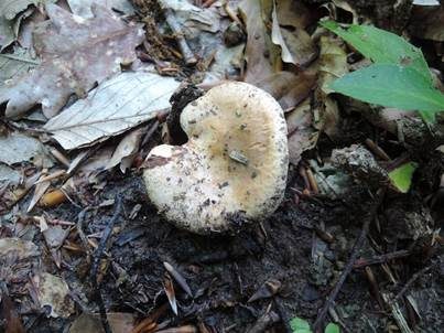 Schildmilchling, Foto 3