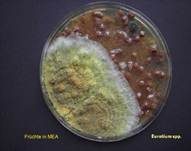 Schimmelpilz, Foto 231