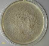 Schimmelpilz, Foto 352
