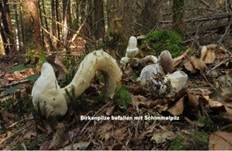 Schimmelpilz, Foto 50