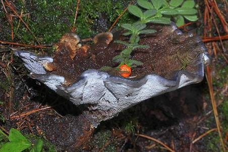 Bläulicher Korkstacheling, Foto 3