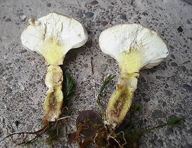 Schlanker Ockerstäubling, Foto 4