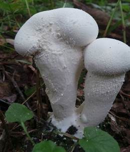 Schlanker Ockerstäubling, Foto 5