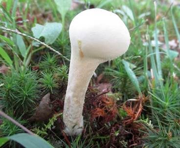 Schlanker Ockerstäubling, Foto 6
