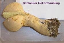 Schlanker Ockerstäubling, Foto 7